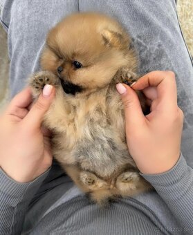 Pomeranian mini - 2