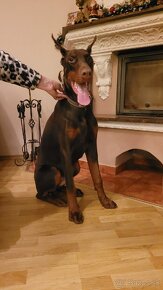 Doberman s FCI P.P. - 2