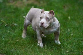 American Bully - 2