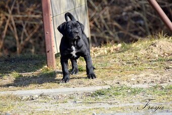 Cane Corso štěňata s FCI PP - 2