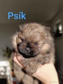 Pomeranian - 2