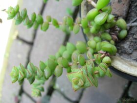 Tučnolist marnieriana - Crassula marnieriana - 2