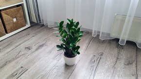 Zamiokulkas (Zamioculcas zamiifolia) - 2