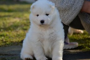 Samojed s PP FCI- LA TORRE ROJA - 2