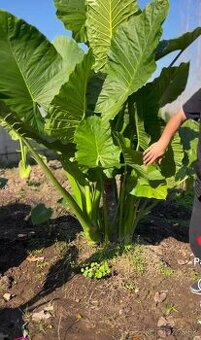 Alocasia slonie ucho - 2