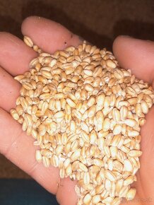 Predám zrno pšenicu jačmeň - 2