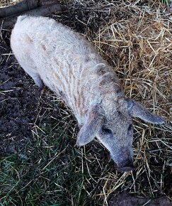 Mangalica - 2