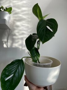 Monstera pinnatipartita - 2