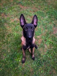 Belgický ovčiak - Malinois - 2