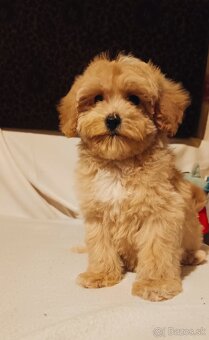 Maltipoo - 2