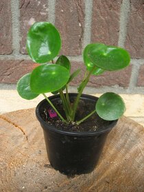 Pilea - Pilea peperomioides - 2