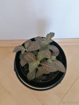 Fittonia červená - 2