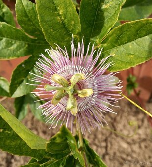 Passiflora (Mučenka) - semená - 2