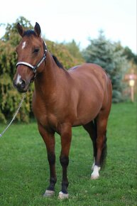 Predam výborného 8 ročného valacha QH s pp - 2