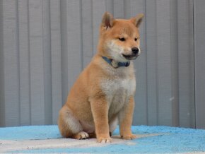 Shiba inu s PP - 2