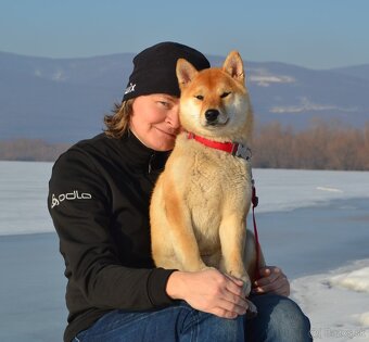 Shiba  inu s PP - 2