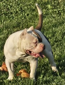 American bully pocet s PP - 2