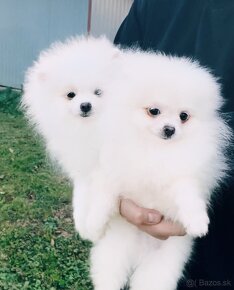 Pomeranian s PP extra mini teddy bear - 2