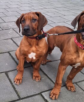 Rhodesian Ridgeback - 2