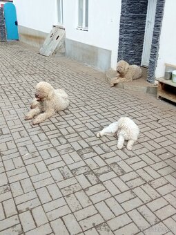 ŠTENIATKA KOMONDOR - 2