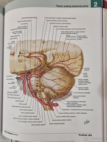 Netterov anatomický atlas človeka (Frank H. Netter) - 2