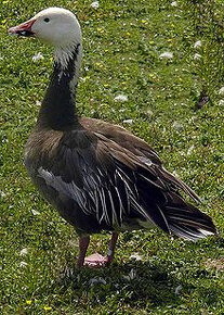 Predám husy Indické, Snežné modré a bernikle - 2