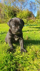 Cane Corso s PP - 2