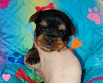 Yorkshire terrier - šteniatka s PP(rodokmeňom) - 2