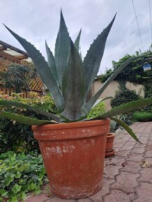 Predám pekny velky agave kaktus - 2