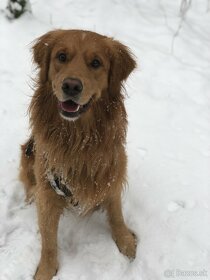 Zlatý retriever na krytie - 2