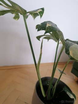 Monstera thai constalation - 2