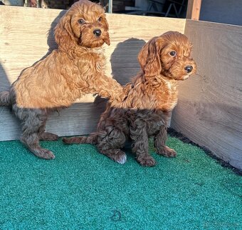 Cavapoo, cavalier,pudel - 2