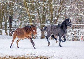 Úžasná španielska mulička na predaj - 2