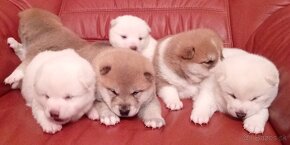 Shiba Inu - 2