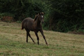 Black Appaloosa colt - 2