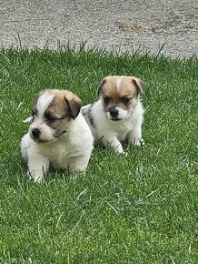 Predám šteniatka Jack Russel Terier - 2