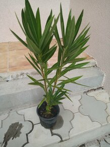 Oleander - 2