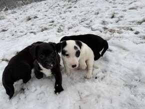 Predám šteniatka jack russel teriér x Stafford terier - 2