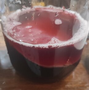 Kombucha - Scoby - Čajova huba - 2