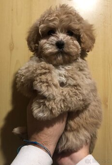 Maltipoo - 2