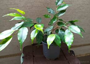 Ficus Benjamina - 2