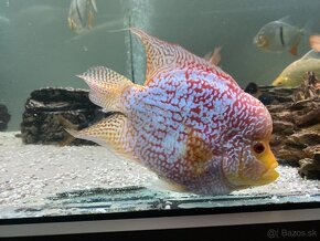 Flowerhorn SB - 2