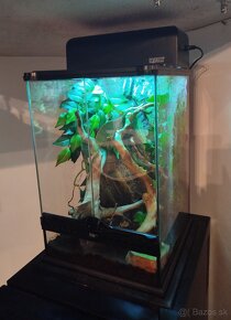 Terarium - 2