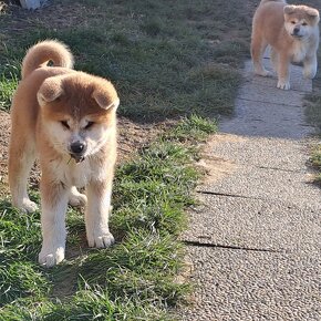 Šteniatka AKITA INU s rodokmeňom - 2