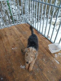 Welsh terrier - 2