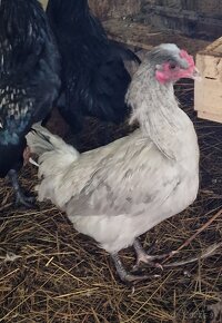 Dvaja kohuti Araucana levandulova - 2