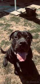 Cane corso - 2