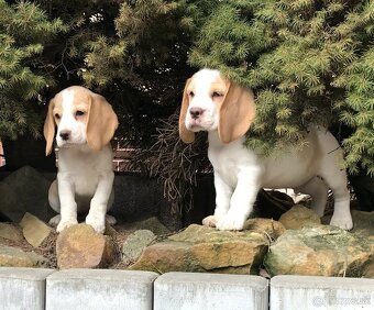 Bígel Beagle Bigl s PP FCI (bicolor) - 2