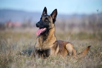 Belgický ovčiak- Malinois s PP - 2