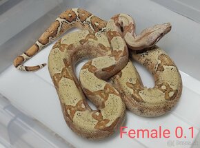 VPI Sunglow 1.1 subadult - 2